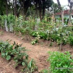 horta1